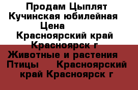 Продам Цыплят Кучинская юбилейная › Цена ­ 150 - Красноярский край, Красноярск г. Животные и растения » Птицы   . Красноярский край,Красноярск г.